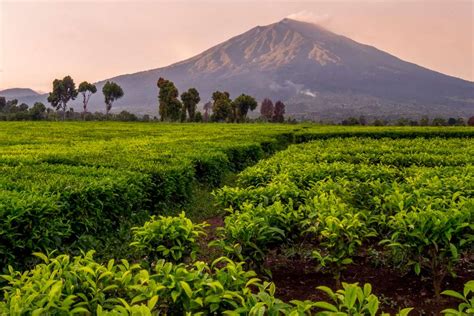 Indonesia Kebun Porn Videos 